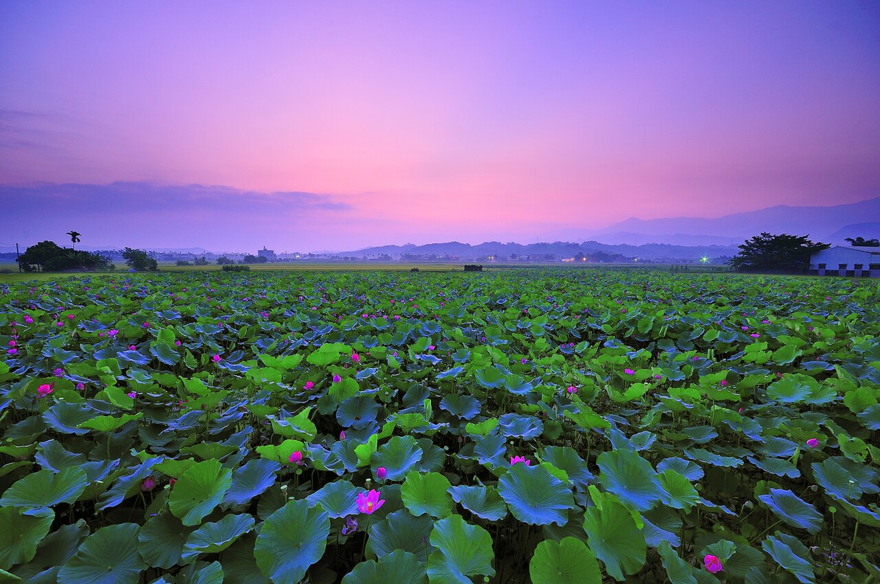 白河的蓮花田晨景